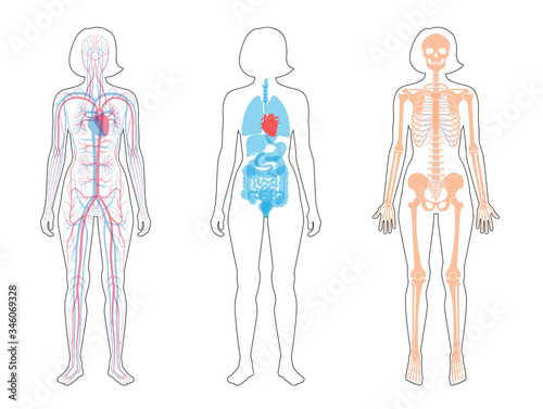 Internal structure of woman body.