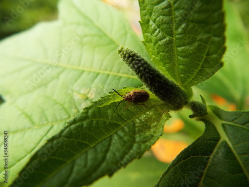 ブタクサハムシ leafbug