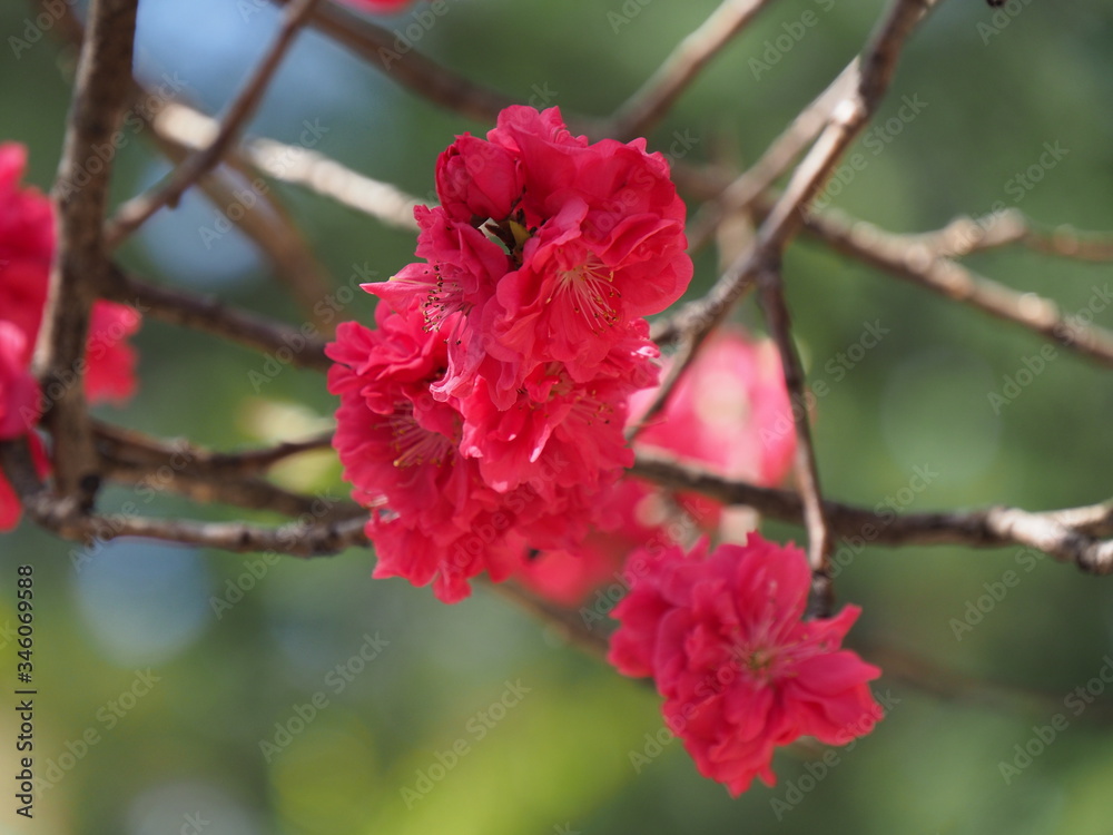 Obraz premium 花桃