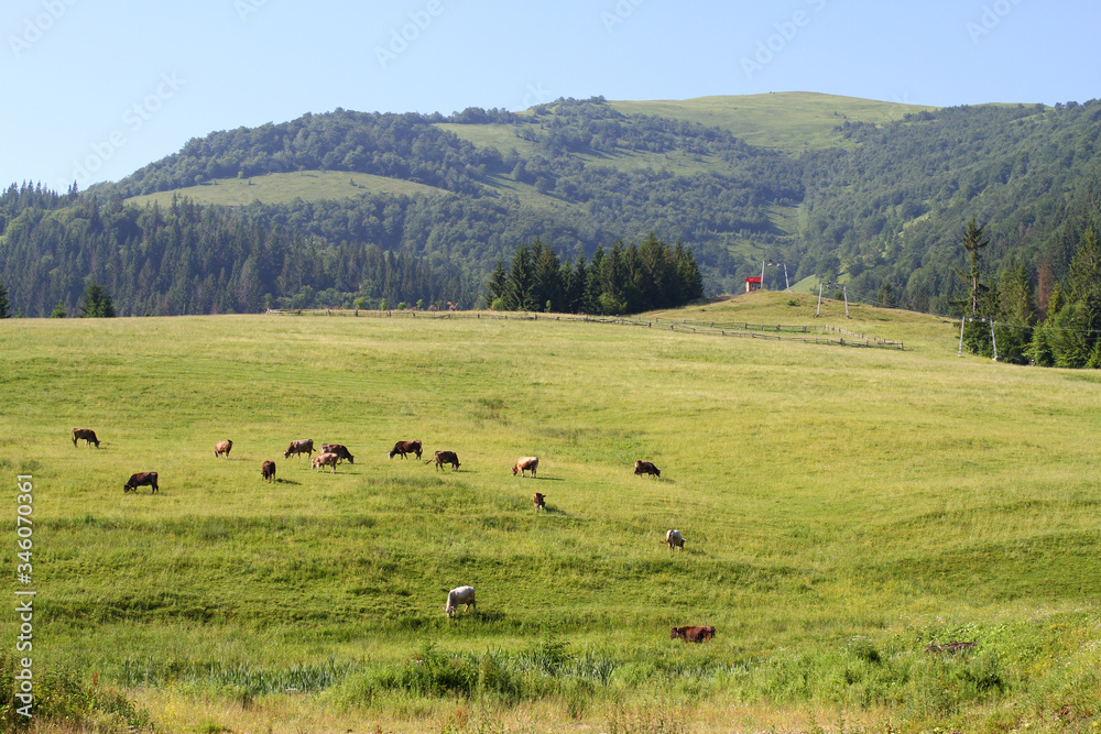 Cows graze on an alpine meadow among fir trees in the mountains. Mountains and slopes in the background. Mountain landscape with cows in the meadow