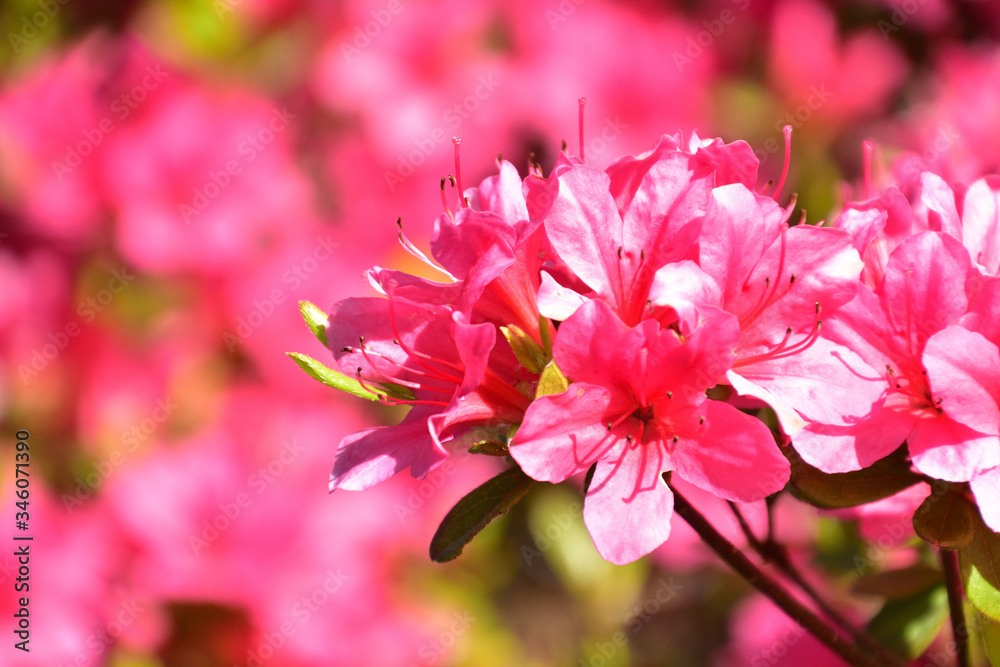 Obraz premium 花 (Flower)