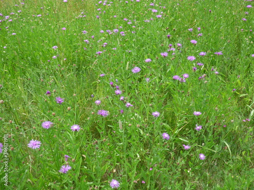 A gorgeous field of pink thistle plants.