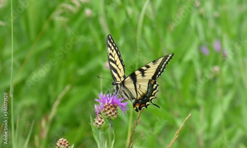 A beautiful Tiger Swallowtail butterfly on a pink thistle plant, in a meadow in New England.