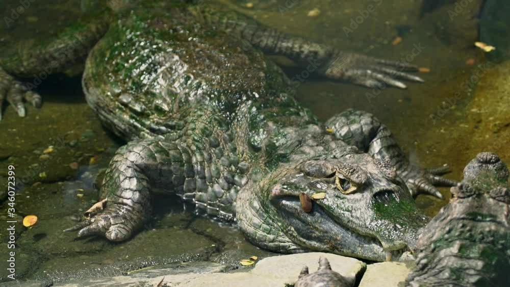 Crocodile in the Water
Guayaquil - Ecuador Crocodile in the Water
Guayaquil - Ecuador