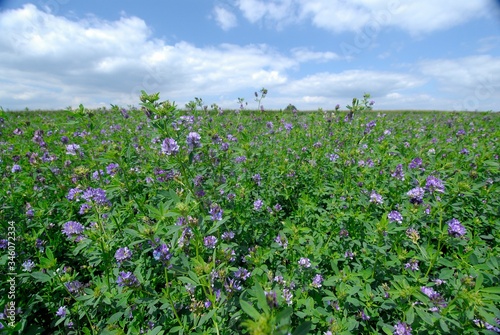 Bild auf Leinwand Champ de luzerne destiné à l'alimentation du bétail