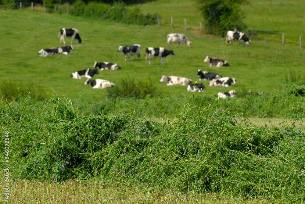 Andainage champ de luzerne, troupeau de vaches prim Holstein en arrière plan