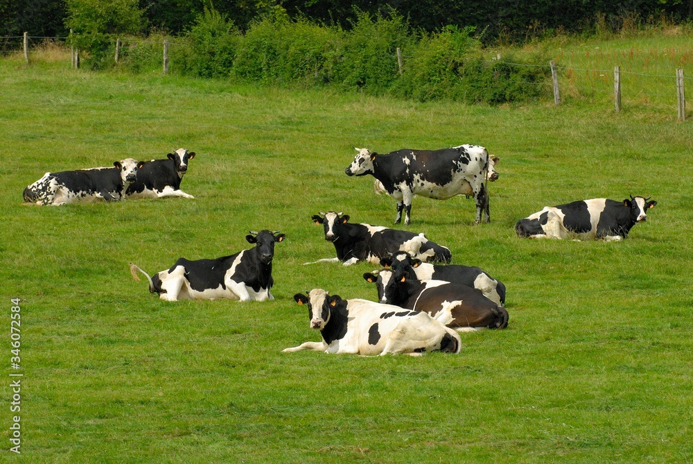 Andainage champ de luzerne, troupeau de vaches prim Holstein en arrière plan Andainage champ de luzerne, troupeau de vaches prim Holstein en arrière plan