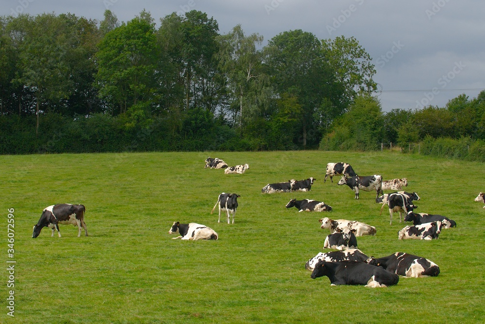 Troupeau de vaches Prim Holstein au pré Troupeau de vaches Prim Holstein au pré