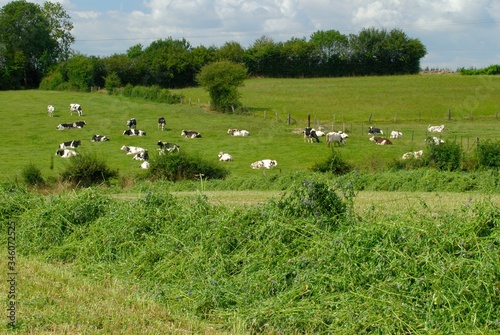 Andainage champ de luzerne, troupeau de vaches prim Holstein en arrière plan © S. Leitenberger