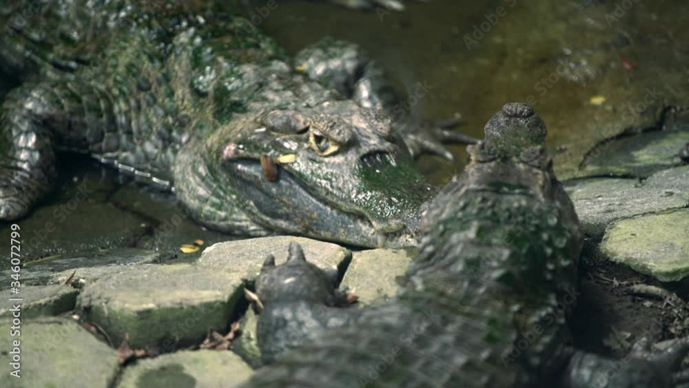 Crocodile in the Water
Guayaquil - Ecuador Crocodile in the Water
Guayaquil - Ecuador