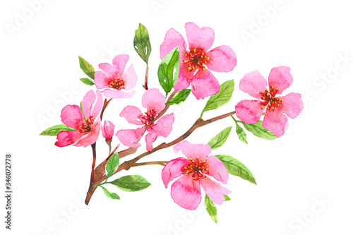 Watercolor cherry blossom flower wreath. Sakura beautiful spring floral art. Colorful illustration isolated on white background © brandianna