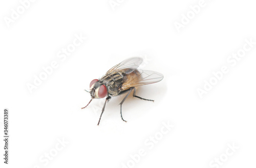 The Housefly on White background in Southeast Asia.