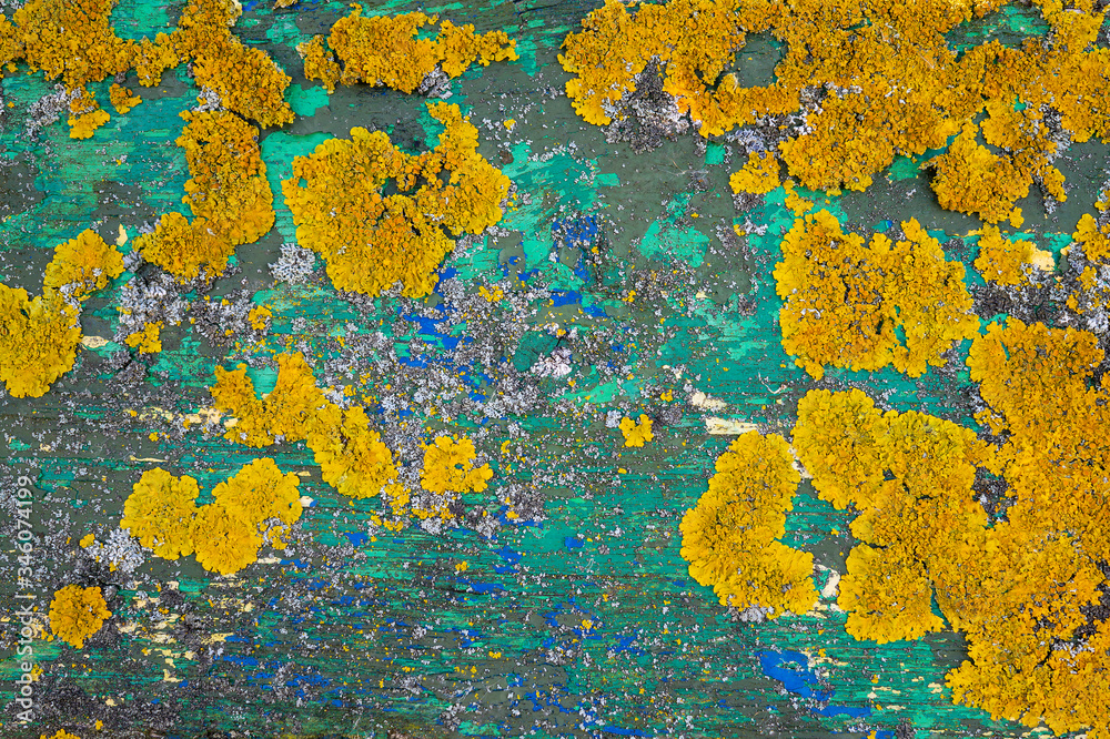 Colorful yellow lichen growing on painted old wood Colorful yellow lichen growing on painted old wood