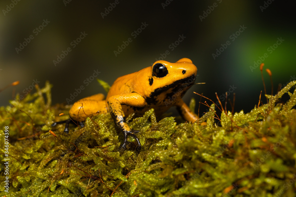 Fototapeta premium Young golden poison frog