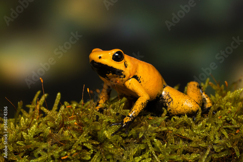 Young golden poison frog "Blackfoot" on a mossy branch