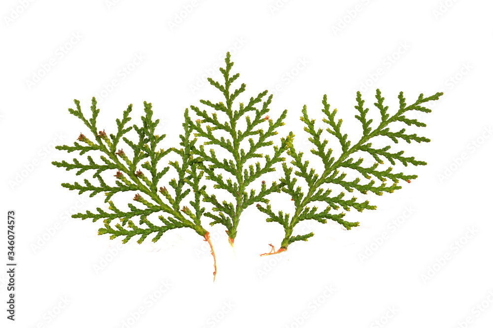 thuja isolated on white background thuja isolated on white background
