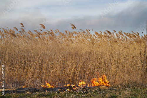 Wildfires. Burning estuary. Fire in the steppe. photo