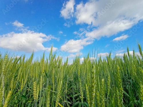 Green wheat field with blue sky