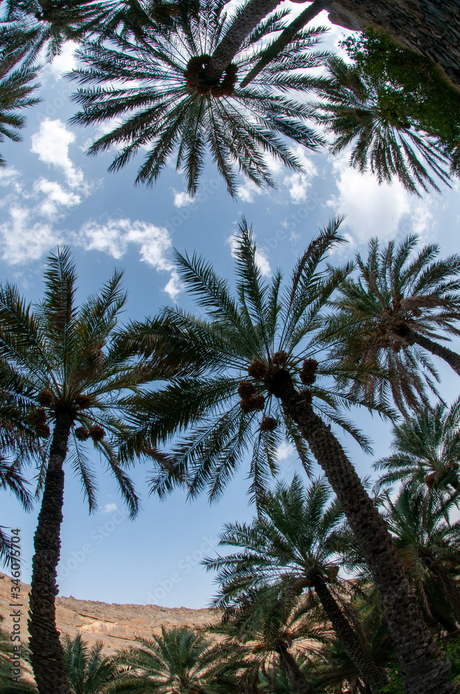 Obraz premium Date palm trees farms in Oman