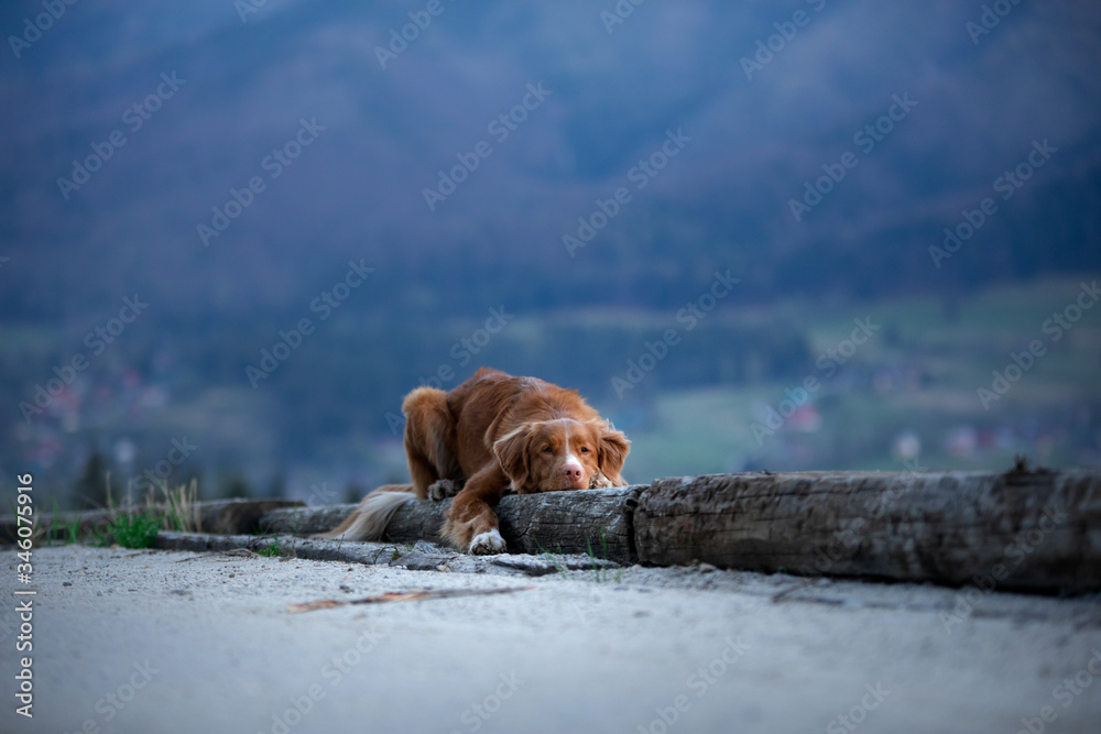hiking with a dog. Nova Scotia Duck Tolling Retriever in the mountains, in the valley hiking with a dog. Nova Scotia Duck Tolling Retriever in the mountains, in the valley