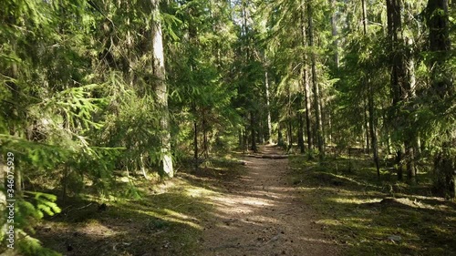 Slow walking in the woods