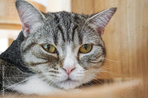 Close up lovely gray striped cat