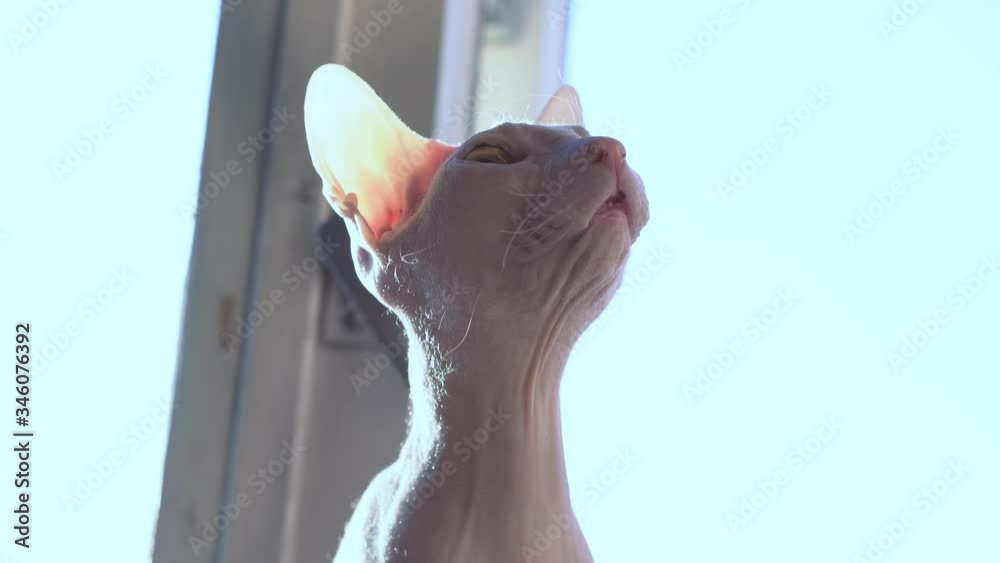 Bald hairless funny Sphinx cat sitting seat and resting in sun light. Closeup Portrait of Grumpy Sphynx Cat Front view. Canadian big Cat of breed Naked cat. A kitten without wool. Animal themes 4k Bald hairless funny Sphinx cat sitting seat and resting in sun light. Closeup Portrait of Grumpy Sphynx Cat Front view. Canadian big Cat of breed Naked cat. A kitten without wool. Animal themes 4k