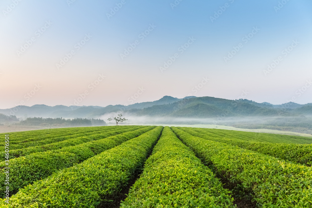 beautiful tea plantation in early morning