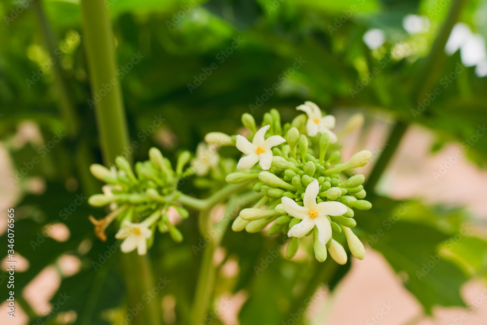 white flowers in a green garden white flowers in a green garden