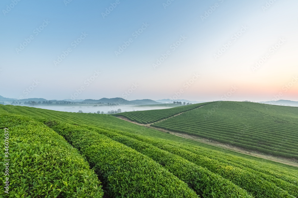 tea plantation with mist in sunrise