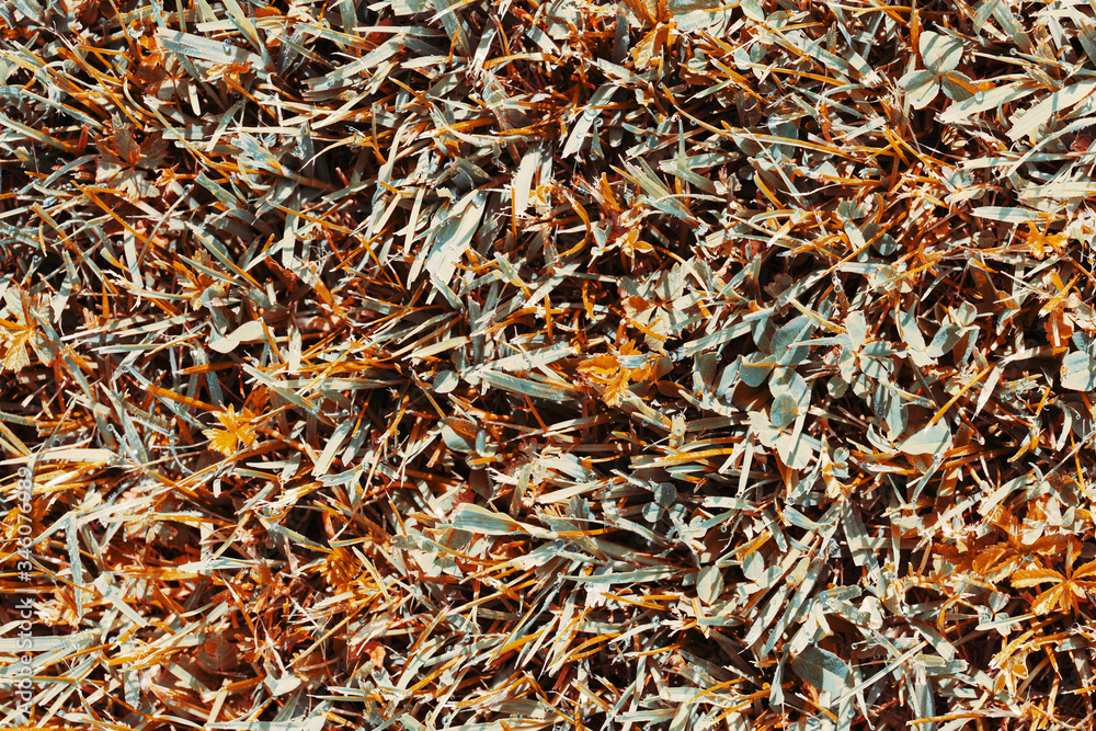 Grass background close up . Blue and orange toned Grass background close up . Blue and orange toned