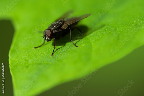 Fly on a green leaf. Macro shot. Soft focus