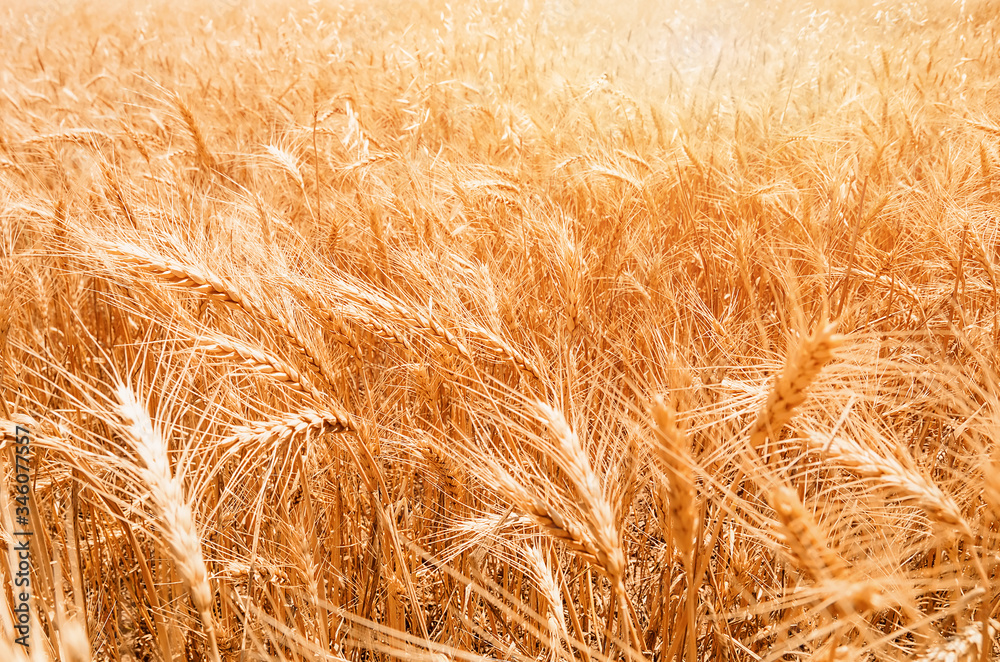 Gold Wheat Field. Beautiful Nature Sunset Landscape. Gold Wheat Field. Beautiful Nature Sunset Landscape.