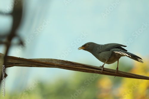 bird on a branch © Himanshu