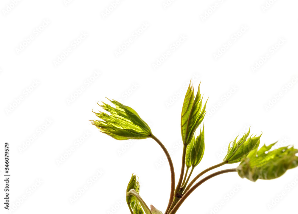 Leaves isolated on white background. Macro. Leaves isolated on white background. Macro.