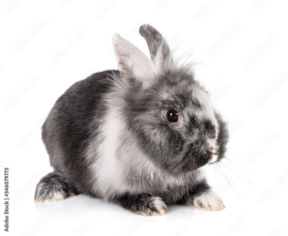 Obraz premium dwarf rabbit in studio