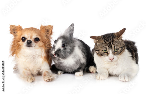 dwarf rabbit, chihuahua and cat