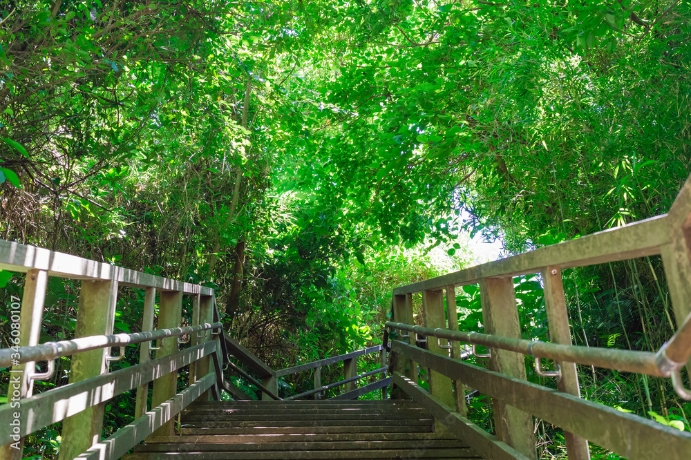 神奈川県横須賀市にある猿島の緑の茂った遊歩道の階段