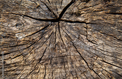 Old trunk of tree as a background