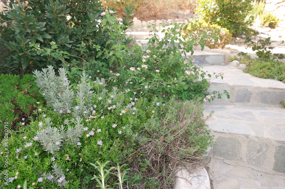stone steps in the Park among low-growing plants stone steps in the Park among low-growing plants