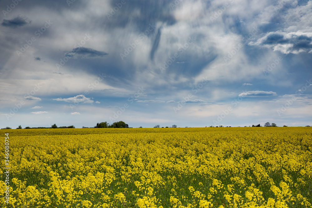 Rapeseed field with blue sky and clouds panorama Rapeseed field with blue sky and clouds panorama