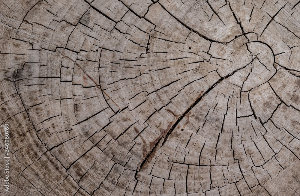 Fototapeta premium Old wood texture where the years of growth are appreciated. Cracked wood surface