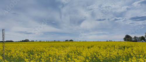 Rapeseed field with blue sky and clouds panorama
