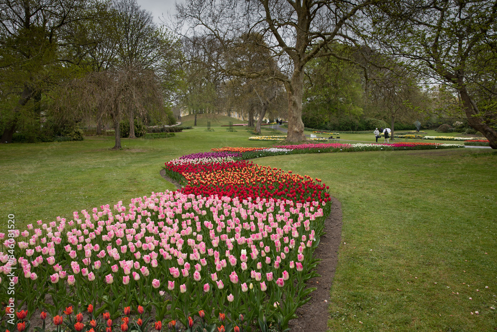 Path of tulips in Denmark