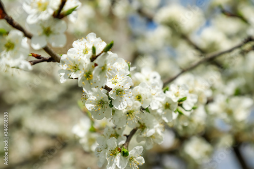 Beautiful flowering plum tree close-up, springtime