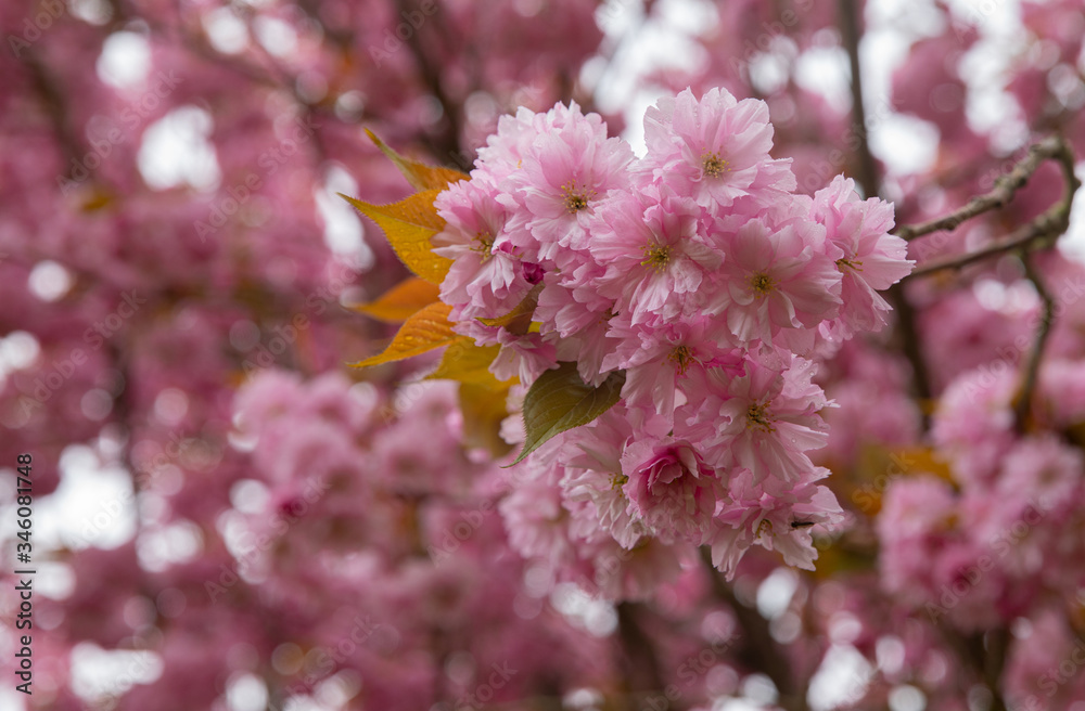 Obraz premium Cherry tree blooming 