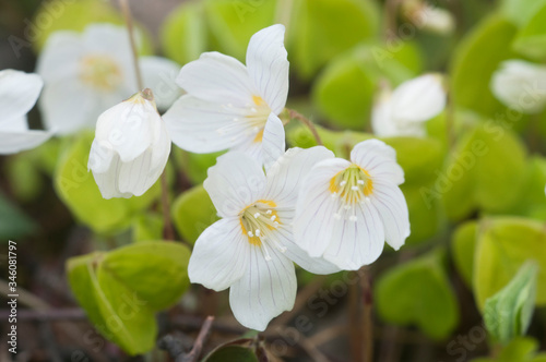 Fototapeta Naklejka Na Ścianę i Meble -  Wood Sorrel (Oxalis) flowers in spring