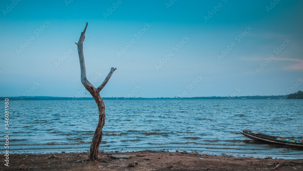 One old dried tree in sand beach  and blue sky, loneliness concept, desert landscape copy space