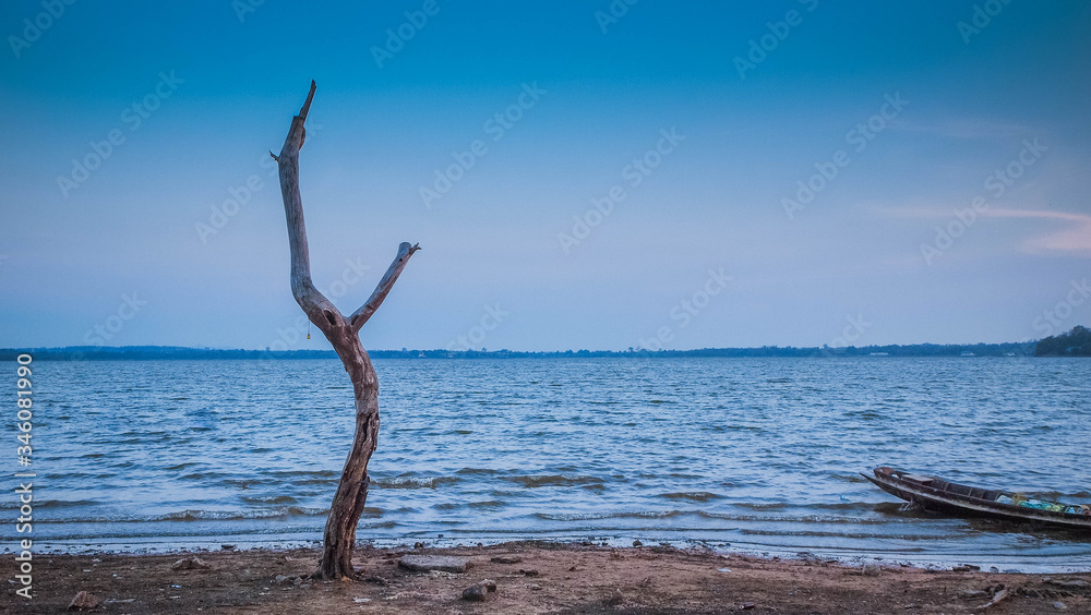 One old dried tree in sand beach and blue sky, loneliness concept, desert landscape copy space One old dried tree in sand beach and blue sky, loneliness concept, desert landscape copy space