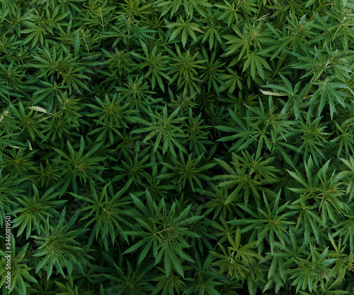 Background of young shoots of marijuana. Wallpaper of marijuana.